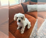 Small Poodle (Miniature) Mix