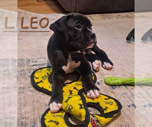 Boxer Puppy for sale in RIVER GROVE, IL, USA