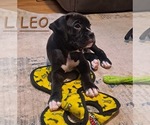 Small Photo #1 Boxer Puppy For Sale in RIVER GROVE, IL, USA