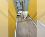 Small Pomeranian
