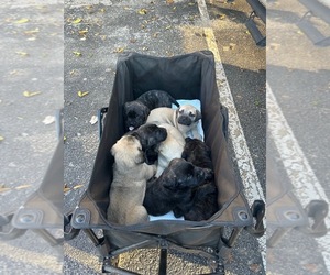 Mastiff Puppy for sale in MANCHESTER, TN, USA