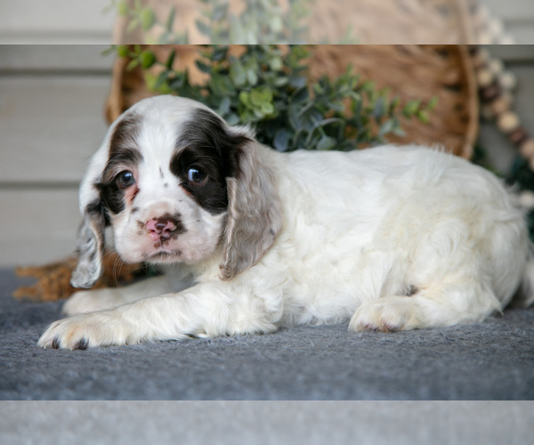 Medium Photo #4 Cocker Spaniel Puppy For Sale in SEAMAN, OH, USA