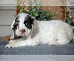 Small #3 Cocker Spaniel