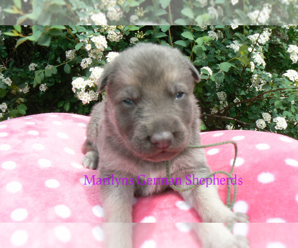 Medium Photo #5 German Shepherd Dog Puppy For Sale in PIEDMONT, MO, USA