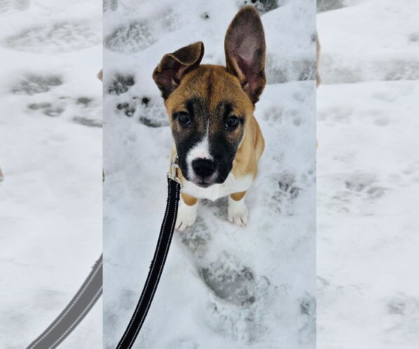 Medium Photo #2 Shepradors Puppy For Sale in Princeton, MN, USA