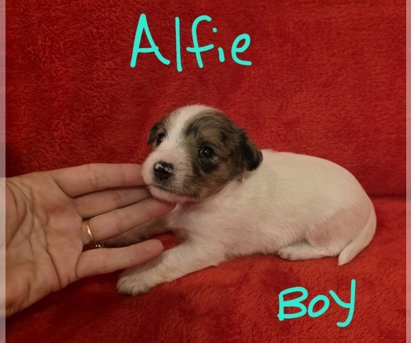 Medium Photo #8 Chizer Puppy For Sale in MONTEZUMA, GA, USA