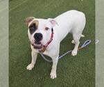 Small Boxer Mix