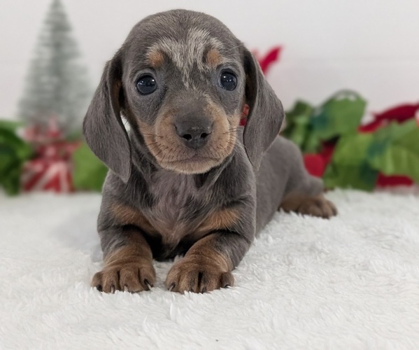 Medium Photo #3 Dachshund Puppy For Sale in GOSHEN, IN, USA