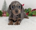 Small #2 Dachshund