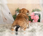 Small Photo #13 English Bulldog Puppy For Sale in WARSAW, IN, USA