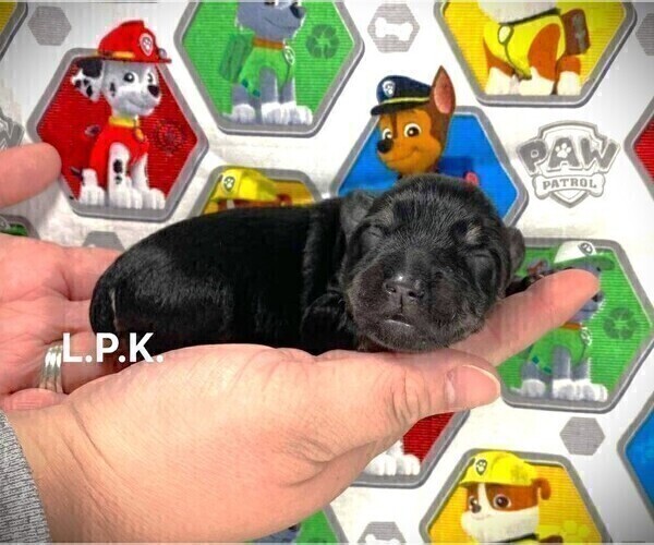 Medium Photo #4 Schnauzer (Miniature) Puppy For Sale in WINNSBORO, LA, USA