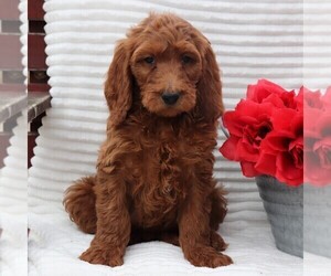 Medium Goldendoodle-Poodle (Standard) Mix