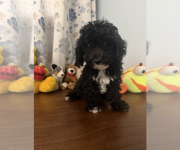 Medium Photo #25 Bichpoo Puppy For Sale in DURHAM, CT, USA