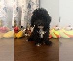 BichPoo puppies - Male Bichpoo Puppy for Sale - Photo #25