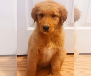 Golden Retriever Puppy for sale in HICKORY, NC, USA
