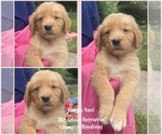 Image preview for Ad Listing. Nickname: Basil