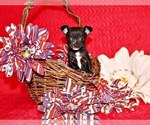 Small Photo #47 Chihuahua Puppy For Sale in CHARLESTON, AR, USA