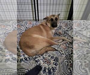 German Shepherd Dog Dogs for adoption in Bakersfield, CA, USA