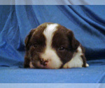 Small Photo #4 Miniature Australian Shepherd Puppy For Sale in HILLIARD, OH, USA