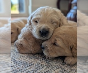 Golden Retriever Puppy for sale in SACRAMENTO, CA, USA