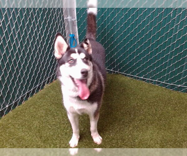 Medium Photo #1 Siberian Husky Puppy For Sale in Downey, CA, USA