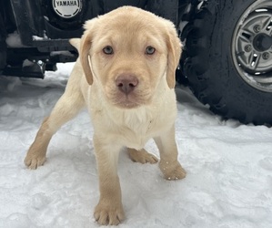 Labrador Retriever Puppy for sale in BONNERS FERRY, ID, USA