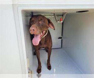 Labrador Retriever Dogs for adoption in Houston, TX, USA