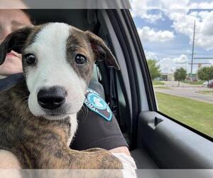 American Pit Bull Terrier-Unknown Mix Dogs for adoption in Oklahoma City, OK, USA