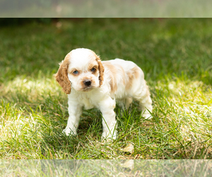 Cocker Spaniel Puppy for sale in NAPPANEE, IN, USA