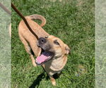 Small #3 Labrador Retriever Mix