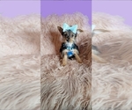 Puppy 3 Yorkshire Terrier