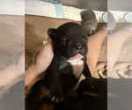 Small #3 French Bulldog