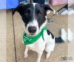Small #3 Border Collie Mix