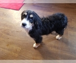 Small #4 Bernedoodle