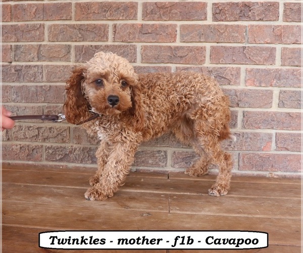 Medium Photo #1 Cavapoo (Miniature) Puppy For Sale in CLARKRANGE, TN, USA