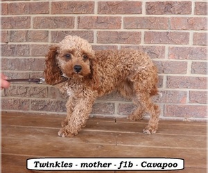 Mother of the Cavapoo (Miniature) puppies born on 07/10/2026