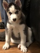 Small Photo #10 Siberian Husky Puppy For Sale in MOORE, SC, USA