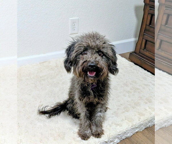 Medium Photo #5 Poodle (Miniature)-Unknown Mix Puppy For Sale in Corona, CA, USA