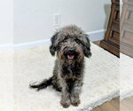 Small Photo #5 Poodle (Miniature)-Unknown Mix Puppy For Sale in Corona, CA, USA