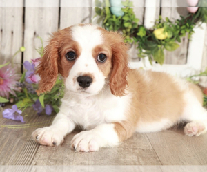 Cavachon Puppy for sale in MOUNT VERNON, OH, USA