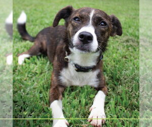 Bethany - Female Mutt Dog for Adoption - Photo #2