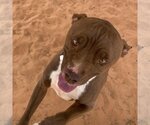 Small Photo #3 American Pit Bull Terrier-Unknown Mix Puppy For Sale in Kanab, UT, USA