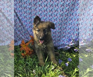 German Shepherd Dog Puppy for sale in RIGA, MI, USA