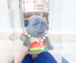 Small Photo #8 French Bulldog Puppy For Sale in MARYSVILLE, WA, USA