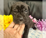 Small #3 Neapolitan Mastiff