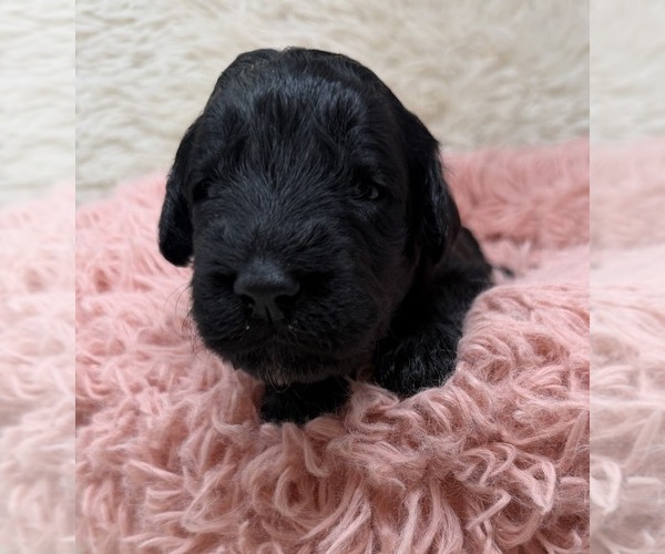 Medium Photo #25 Goldendoodle Puppy For Sale in PIERSON, FL, USA