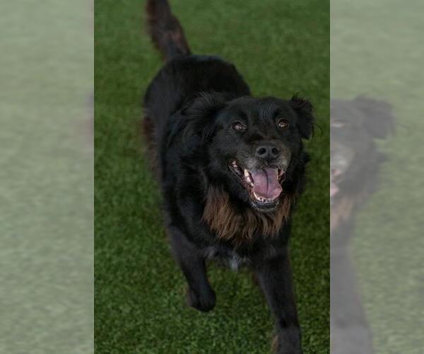 Medium Photo #2 Chow Chow-Collie Mix Puppy For Sale in Baytown, TX, USA