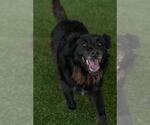 Small #1 Chow Chow-Collie Mix