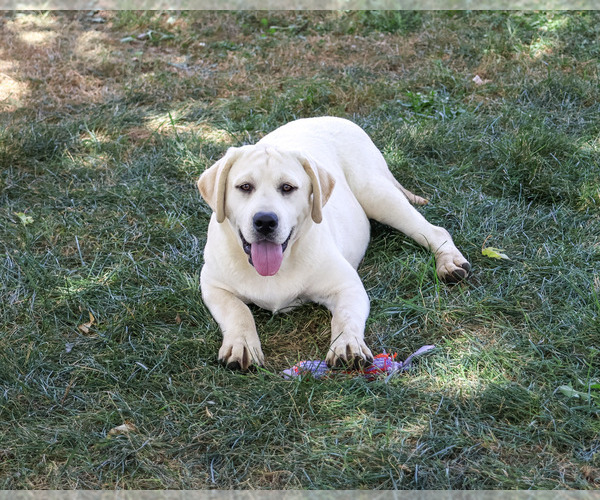 Medium Photo #4 Labrador Retriever Puppy For Sale in SYRACUSE, IN, USA