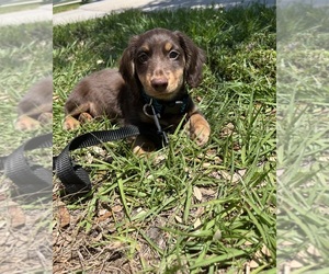 Dachshund Puppy for sale in PLANT CITY, FL, USA